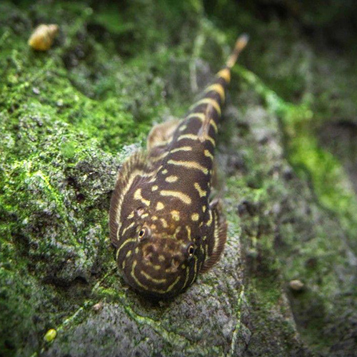 Zebra Hillstream Loach (Single)