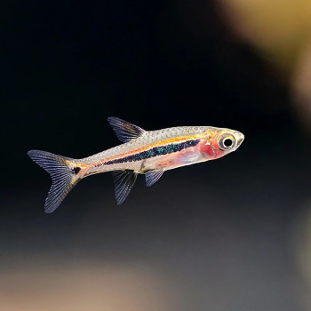 Least Rasbora Fish (Pair)