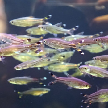 Scissortail Rainbow Fish (Pair)