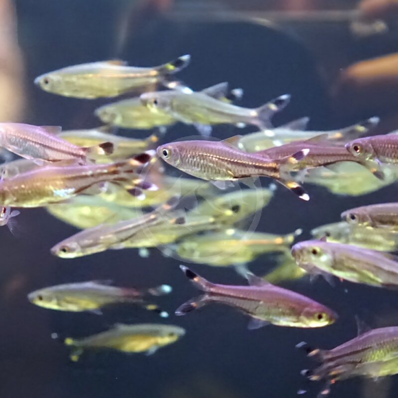 Scissortail Rainbow Fish (Pair)