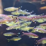 Scissortail Rainbow Fish (Pair)