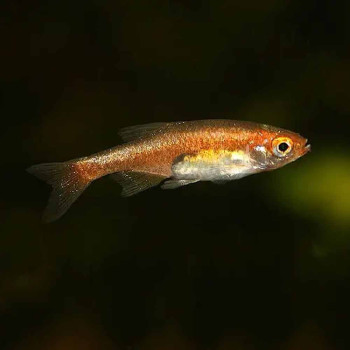 Red Dwarf Rubescens Rasbora Fish (Pair)