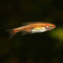 Red Dwarf Rubescens Rasbora Fish (Pair)