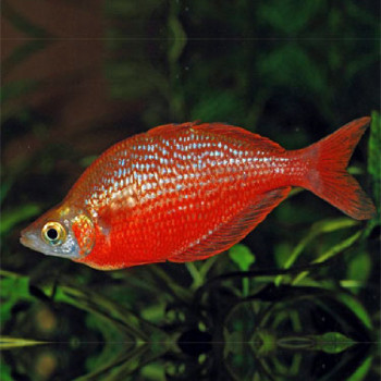 Red Rainbow Fish (Pair)