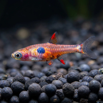 Strawberry Rasbora Fish (Pair)