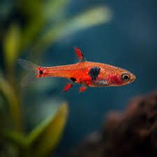 Borarus Naevus Rasbora (Pair)