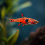 Borarus Naevus Rasbora (Pair)