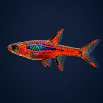 Brigittae - Chilli Rasbora (Pair)