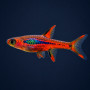 Brigittae - Chilli Rasbora (Pair)