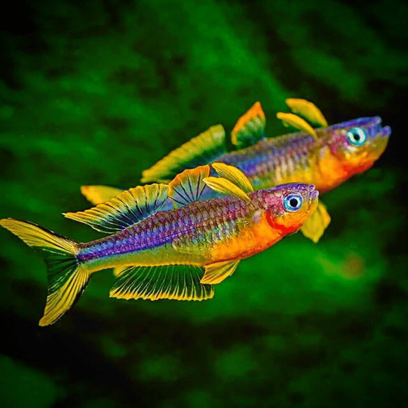 Furcata Rainbow Fish (Pair)