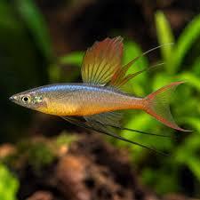 Iritherina Werneri Rainbow Fish (Pair)