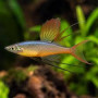 Iritherina Werneri Rainbow Fish (Pair)