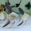Bulgarian Seal Point Angel Fish