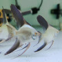 Bulgarian Seal Point Angel Fish