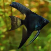 Jetblack Angel Fish