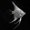 Platinum White Angel Fish