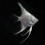 Platinum White Angel Fish