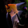 Red Devil Angel Fish