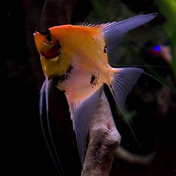 Red Devil Angel Fish