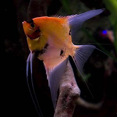 Red Devil Angel Fish