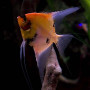 Red Devil Angel Fish