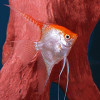 Red Top Angel Fish