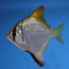 Silver Moony