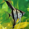 Wild Angel Fish