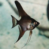 Z Black Angel Fish