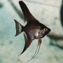 Z Black Angel Fish