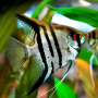 Zebra Angel Fish Breeding Pair