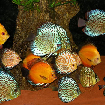 Assorted Discus Fish 1.5 inch