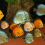 Assorted Discus Fish 1.5 inch