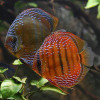 Curipera Royal Red 2-2.5 inch Discus Fish
