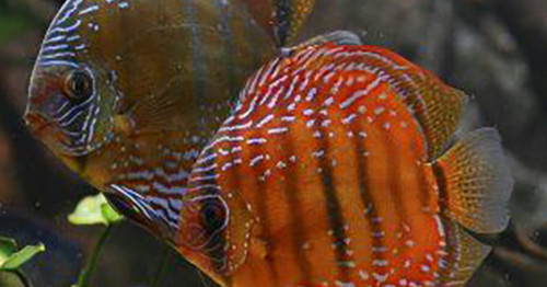 Buy Curipera Royal Red Discus Fish Online | Vibrant and Healthy Discus ...