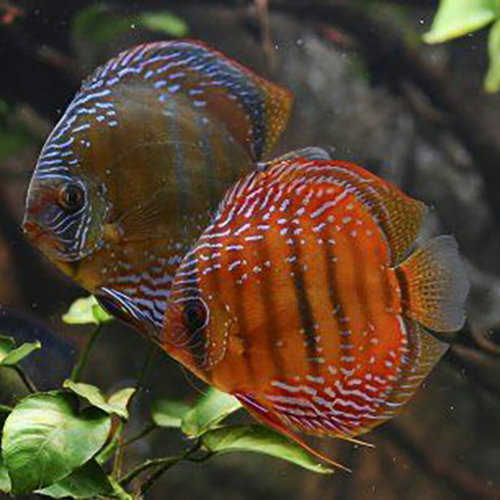Curipera Royal Red 2-2.5 inch Discus Fish