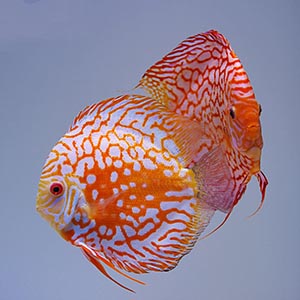 Piegion checkerboard Discus Fish