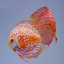 Piegion checkerboard Discus Fish