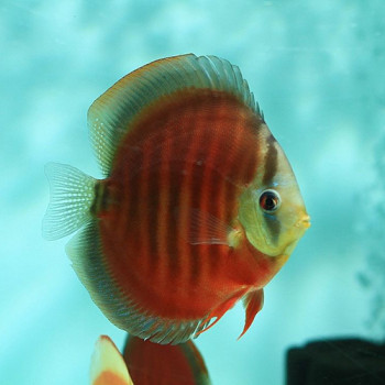 Red Cover Discus Fish
