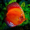 Red Malbro Discus Fish