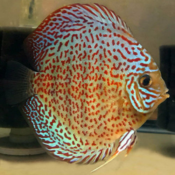 Snake Skin Discus Fish