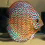 Snake Skin Discus Fish