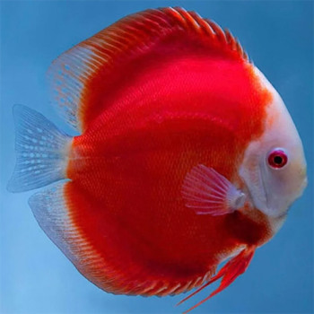 Super Red Passion Discus Fish