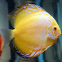 Yellow Crystal Discus Fish 2-2.5 inch