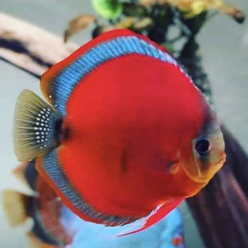 Blue Rim Red Cover 2-2.5 inch Discus Fish