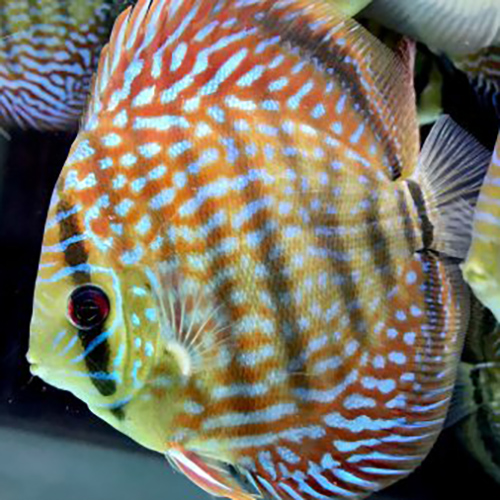 Galaxy Discus Fish