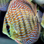 Galaxy Discus Fish