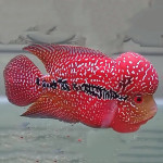 FlowerHorn