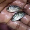 SRD Flowerhorn Baby Fish