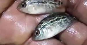 Buy SRD Flowerhorn Baby Online - AQUAStore.in